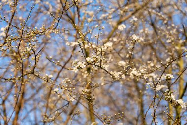 Yabani elma çiçekleri. Vahşi elma ağacı çiçek açtı..