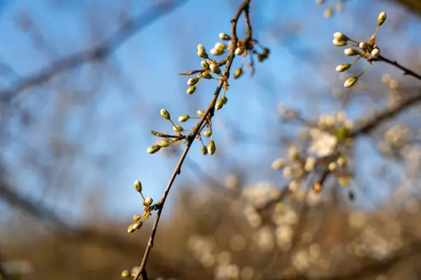Vill Epleblomster Wild Epletre Blomst – stockfoto