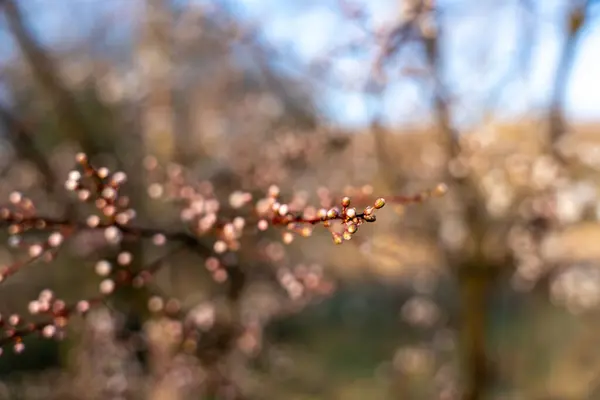 Дикі Яблучні Квіти Дике Яблуко Цвітіння — стокове фото