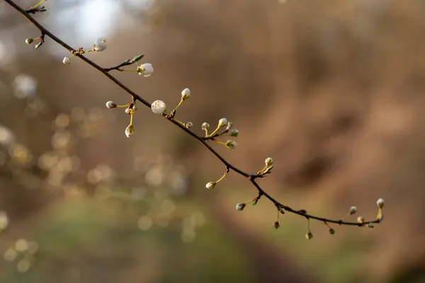 Vill Epleblomster Wild Epletre Blomst – stockfoto