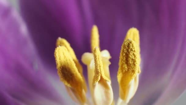 Rotierende Tulpenblüte Aus Nächster Nähe Tulpenstempel Makrofotografie — Stockvideo