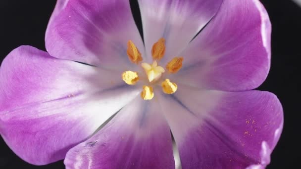 Περιστρεφόμενο Λουλούδι Τουλίπας Από Κοντά Tulip Pistils Μακροφωτογραφίες — Αρχείο Βίντεο