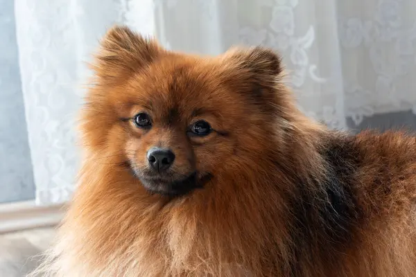 Spitz cinsinin kırmızı köpeği. Bir Spitz köpeği halıya uzanır..