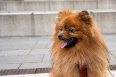 Yürüyüşe çıkmış kırmızı bir Spitz köpeğinin portresi. Kırmızı köpek yakın plan..
