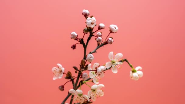 Time Lapse Ανθισμένα Άνθη Κερασιάς Ροζ Φόντο Λουλούδια Στα Κλαδιά — Αρχείο Βίντεο