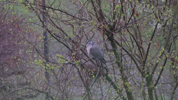 Dove Sits Tree Branch Nest Rain Dove Close — Stock Video