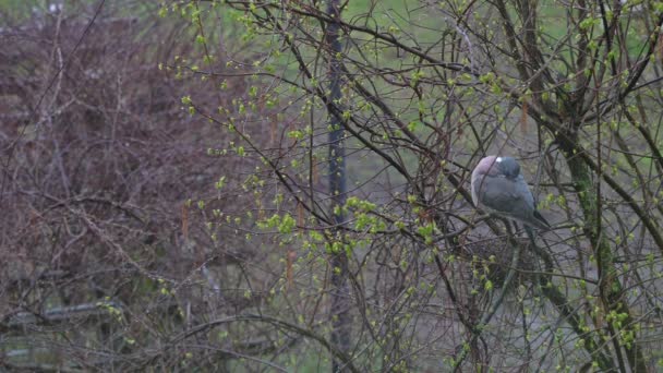 Bir Güvercin Yağmur Sırasında Bir Yuvanın Yakınındaki Bir Ağaç Dalında — Stok video