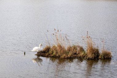 Göldeki bir adada beyaz kuğu. Beyaz kuğu yakın plan.