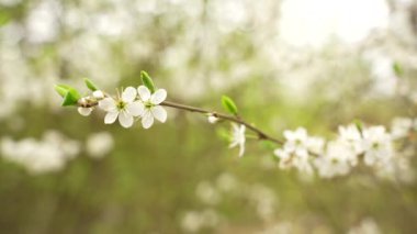 Yabani elma çiçekleriyle dolu bir dal. Yavaş çekimde yabani elma çiçekleri.