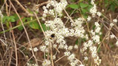 Yabani elma çiçeklerindeki arılar. Arı ağır çekimde.