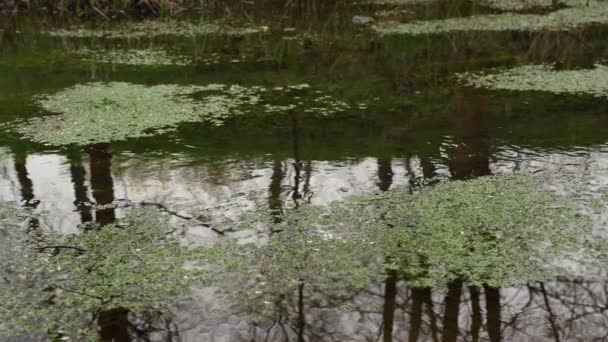 Fluxo Água Rio Coberto Algas Verdes Fluxo Nascente Água Rio — Vídeo de Stock