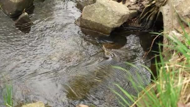 春のメルトウォーターが石の間を流れる スプリングストリームまたは水スローモーションの流れ — ストック動画