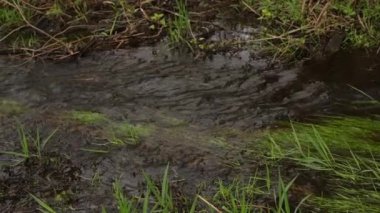 Yeşil alglerle kaplanmış bir nehirdeki su akıntısı. Nehirdeki kaynak suyu. Yavaş çekim.