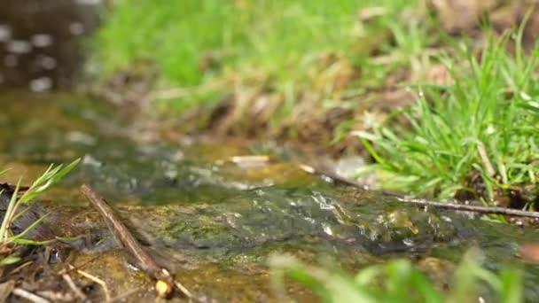 Wiosna Topnieje Wśród Kamieni Strumienie Wiosenne Lub Strumienie Wody Powolny — Wideo stockowe