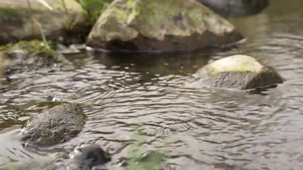 Среди Камней Течет Родниковая Талая Вода Весенние Потоки Потоки Воды — стоковое видео