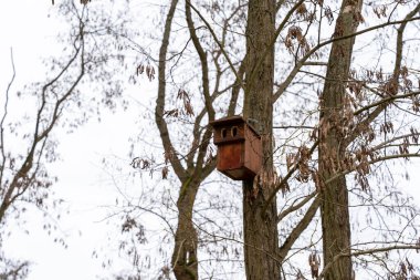 Ağaçlardaki parktaki sincaplar için ahşap evler. Sincap evlerine yakın çekim