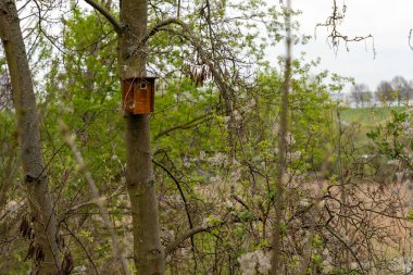 Ağaçlardaki parktaki sincaplar için ahşap evler. Sincap evlerine yakın çekim