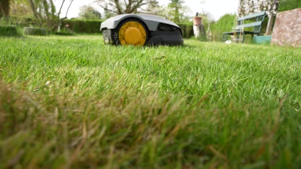 ロボット芝刈り機は芝生に若い緑の草をカットする ロボット芝刈り機クローズアップ — ストック動画