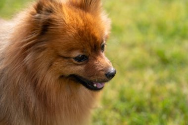Spitz 'in kırmızı bir köpeğinin portresi yeşil çimlerin üzerinde. Yeşil çimlerin üzerinde bir köpek.