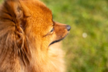 Spitz 'in kırmızı bir köpeğinin portresi yeşil çimlerin üzerinde. Yeşil çimlerin üzerinde bir köpek.