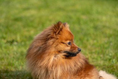 Spitz 'in kırmızı bir köpeğinin portresi yeşil çimlerin üzerinde. Yeşil çimlerin üzerinde bir köpek.