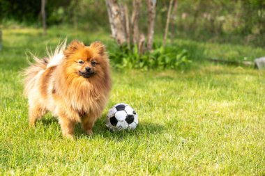 Kırmızı bir Spitz köpeği çimde topla oynuyor. Topla oynayan bir köpek..