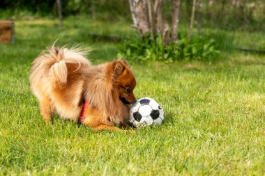 Kırmızı bir Spitz köpeği çimde topla oynuyor. Topla oynayan bir köpek..