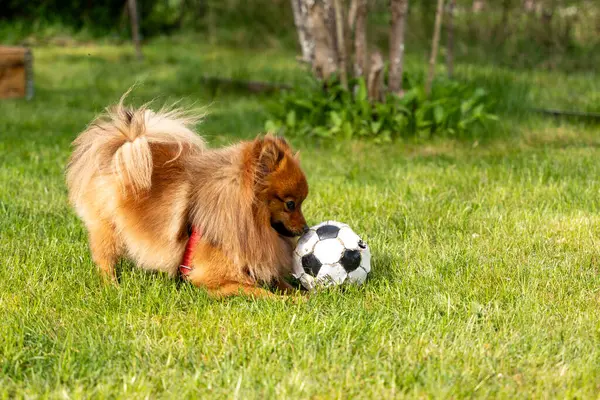 Rød Spitz Hund Leger Græsset Med Bold Hund Leger Med - Stock-foto
