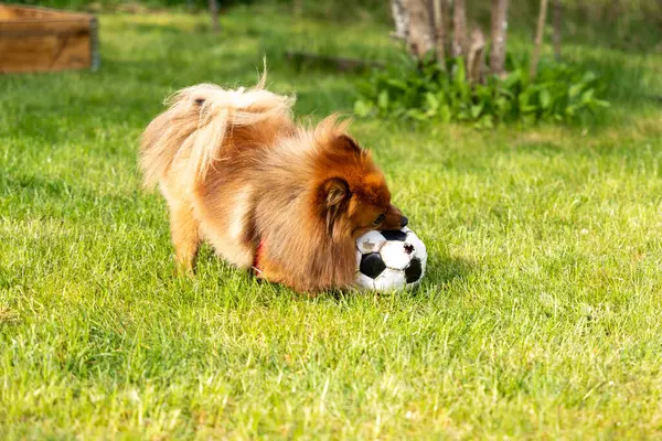 Red Spitz Dog Plays Grass Ball Dog Playing Ball — Stock Photo, Image