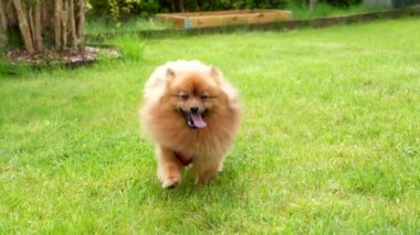 Kırmızı Spitz yeşil çimlerin üzerinde. Bir Pomeranian 'ın Yavaş Çekimi.