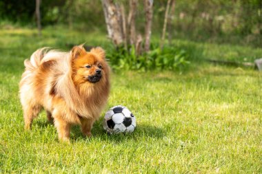Kırmızı bir Spitz köpeği çimde topla oynuyor. Topla oynayan bir köpek..