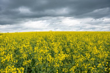 Bulutlu bir günde sarı kolza tohumu tarlası. Çiçek açmış kolza tohumu tarlası.