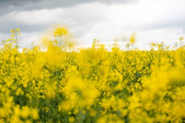 Bulutlu bir günde sarı kolza tohumu tarlası. Çiçek açmış kolza tohumu tarlası.