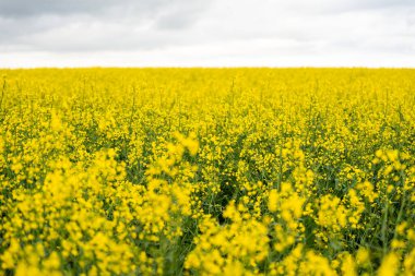 Bulutlu bir günde sarı kolza tohumu tarlası. Çiçek açmış kolza tohumu tarlası.