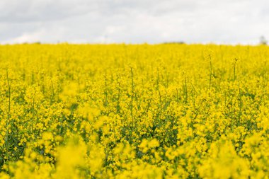 Bulutlu bir günde sarı kolza tohumu tarlası. Çiçek açmış kolza tohumu tarlası.