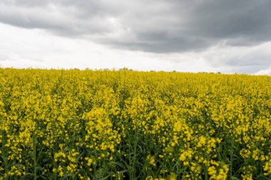 Bulutlu bir günde sarı kolza tohumu tarlası. Çiçek açmış kolza tohumu tarlası.