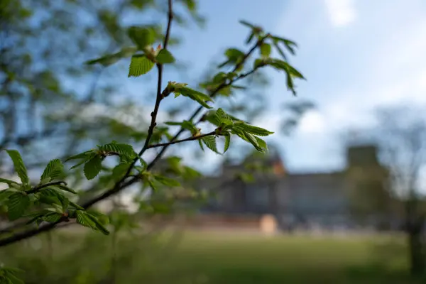 Πράσινα Φύλλα Θάμνου Στο Φόντο Ενός Θολή Ράιχσταγκ Πράσινο Φύλλα — Φωτογραφία Αρχείου