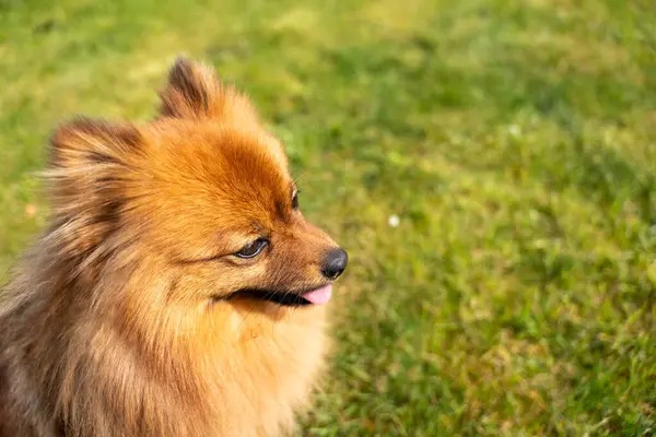 緑の草の上にスピッツの赤い犬の肖像画 緑の草の背景にある犬 — ストック写真