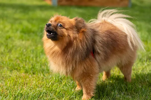斯皮茨的一只红狗在绿草上的画像 一只狗在绿草的背景上 — 图库照片