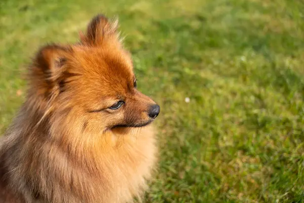 Portret Czerwonego Psa Rasy Spitz Zielonej Trawie Pies Tle Zielonej — Zdjęcie stockowe