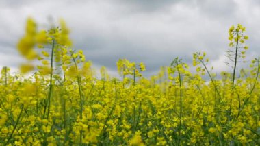 Bulutlu bir günde sarı bir kolza tohumu tarlasının yavaş çekimleri. Çiçek açmış kolza tohumu tarlası.