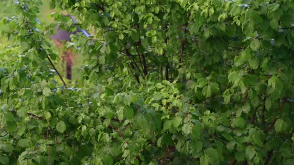 Zpomalený Pohyb Deště Kapajícího Zelené Listí Stromu Jarní Déšť — Stock video