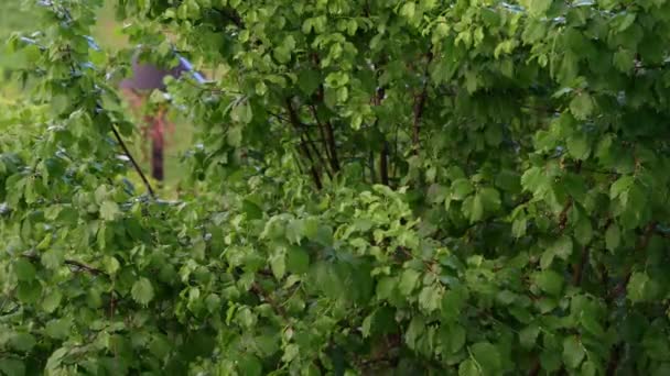 Chuva Goteja Nas Folhas Verdes Árvore Primavera Noite Chuva — Vídeo de Stock