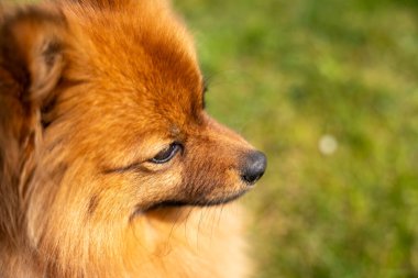 Spitz 'in kırmızı bir köpeğinin portresi yeşil çimlerin üzerinde. Yeşil çimlerin üzerinde bir köpek.