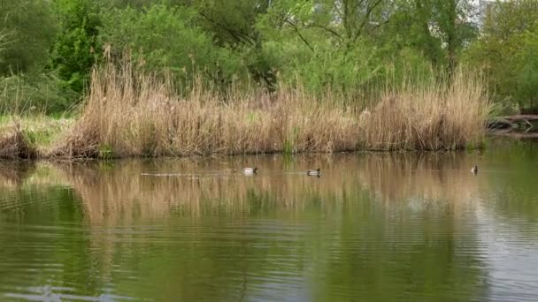 Dzikie Kaczki Pływają Sadzawce Dzikie Kaczki Bliska — Wideo stockowe