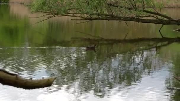 Egy Kiskacsás Vadkacsa Úszik Tóban Vadkacsa Kiskacsákkal Közelkép — Stock videók