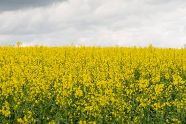 Bulutlu bir günde sarı kolza tohumu tarlası. Çiçek açmış kolza tohumu tarlası.