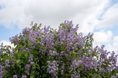 Çiçekli leylak çalısı. Mavi gökyüzü ve beyaz bulutların ardında açan leylak rengi..