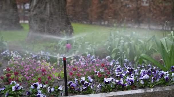 Σύστημα Ποτίσματος Για Ένα Κλαμπ Λουλούδια Στο Πάρκο Σύστημα Άρδευσης — Αρχείο Βίντεο