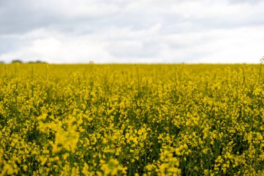 Bulutlu bir günde sarı kolza tohumu tarlası. Çiçek açmış kolza tohumu tarlası.